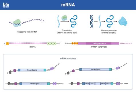 Icon Pack Mrna Biorender Science Templates