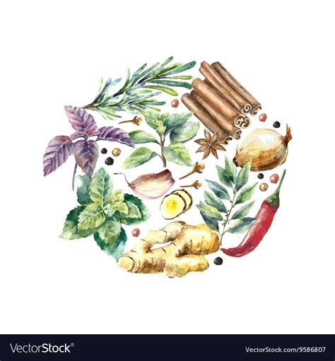 Watercolor Collection Of Fresh Herbs And Spices Vector Image