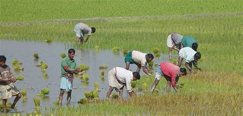 Bangladesh Co-Farming a "Blue-Green Revolution" - BORGEN