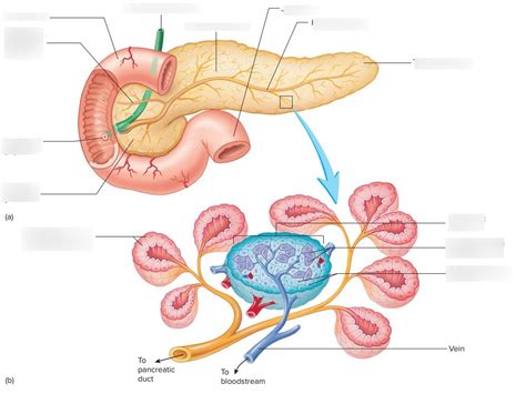 Pancreas And Duodenum Diagram Quizlet