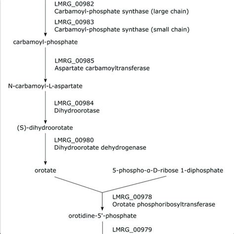 Pathway Of Uridine 5 ′ Phosphate Biosynthesis Genes Encoding The