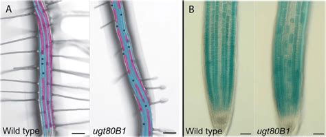 Root Hair Patterning And Gl2 Expression Are Aberrant In Ugt80b1