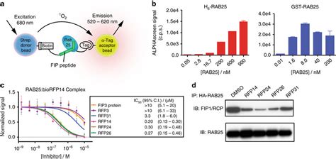 Rfps Form Stable Complexes With Rab And Compete For Fip Binding A