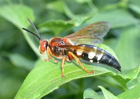 Cicada Killer Sphecius Speciosus Bugguide Net