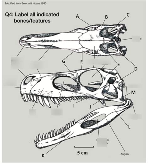 DINOSAUR SKULL Diagram | Quizlet