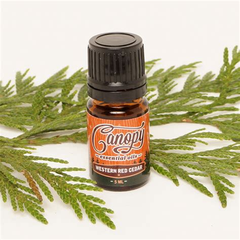 Incense Cedar Essential Oil Oregon Heartwood