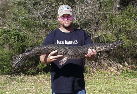 Ark Record Spotted Gar Surprises Bowfisherman Game And Fish