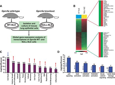 Figure From A Gprc A Tumor Suppressor Loss Of Expression Signature Is