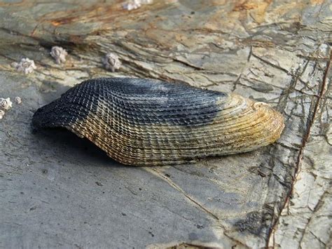 Pholas Dactylus Linnaeus 1758 Common Piddock Marine Bivalve Images