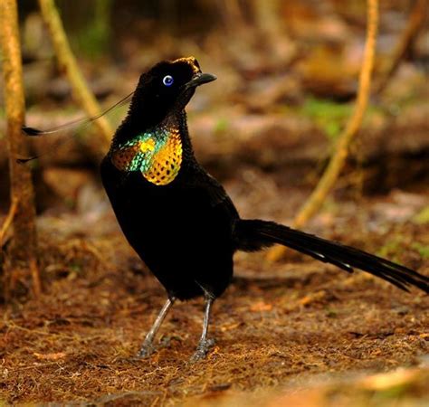 Pin On Birds Paradisaeidae