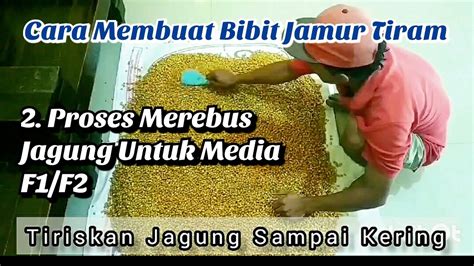 Cara Membuat Bibit Jamur Tiram Part2 Rebus Jagung Untuk Media Bibit F1