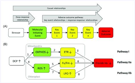 Components Of An Adverse Outcome Pathway Aop A Conceptual Model Of