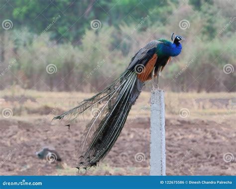 Peafowl National Bird Of India Stock Photo Image Of Peacock India