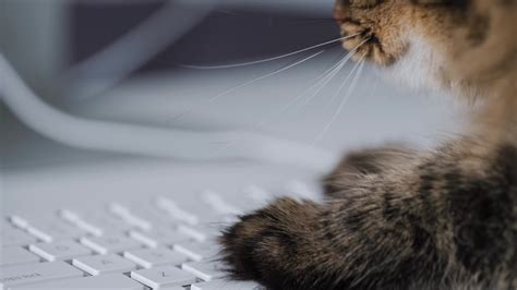 Cute tabby cat is typing text on a computer keyboard 23528317 Stock ...