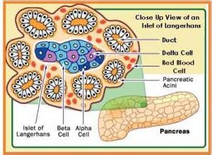 Definition Function And Structure Of The Pancreas Science Lovers