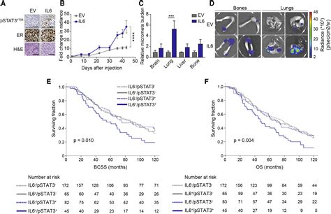 Il6 Stat3 Signaling Hijacks Estrogen Receptor α Enhancers To Drive