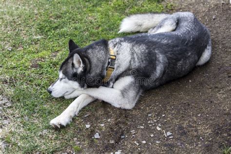 Perro Husky Siberiano Gris Tendido Sobre La Hierba En El Bosque Imagen