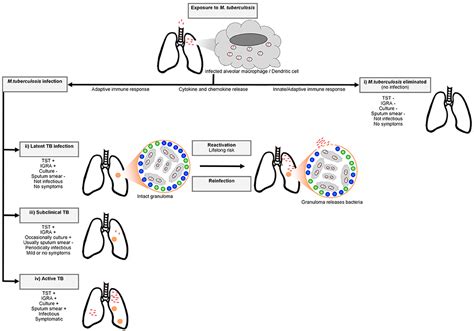 Mycobacterium Tuberculosis Pathogenesis