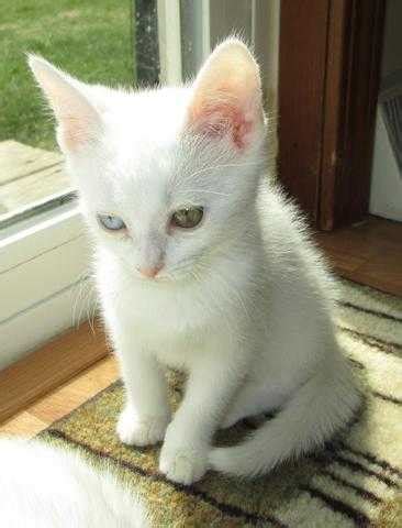 Khao Manee Cat Info, History, Personality, Care, Kittens, Pictures