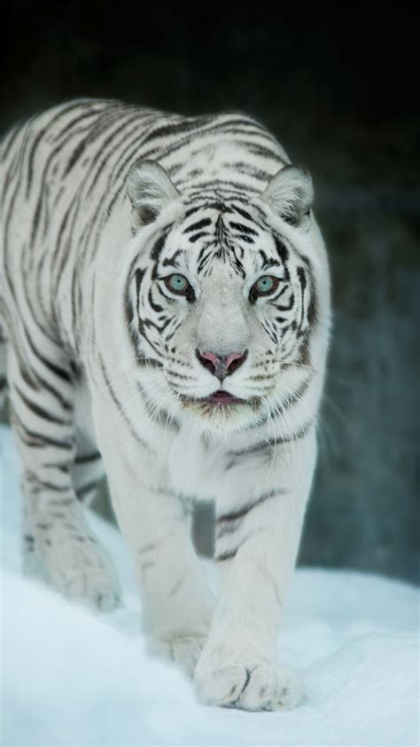 White Tiger in Snow Wallpapers - Top Free White Tiger in Snow ...