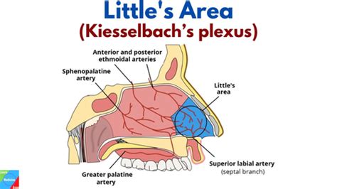 Peds Nasal Upper Airway Conditions Flashcards Quizlet