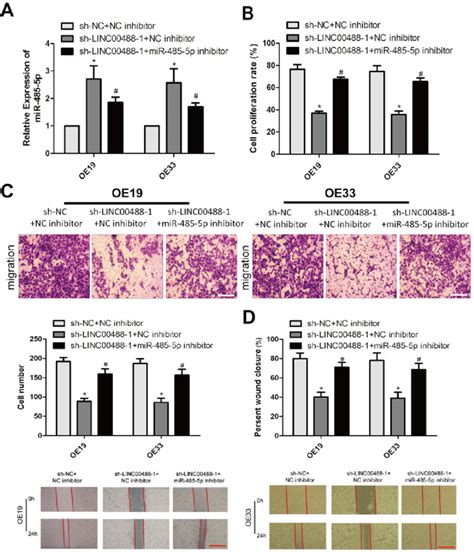 LINC00488 Regulates Esophageal Cancer Cells By Targeting MiR 485 5p