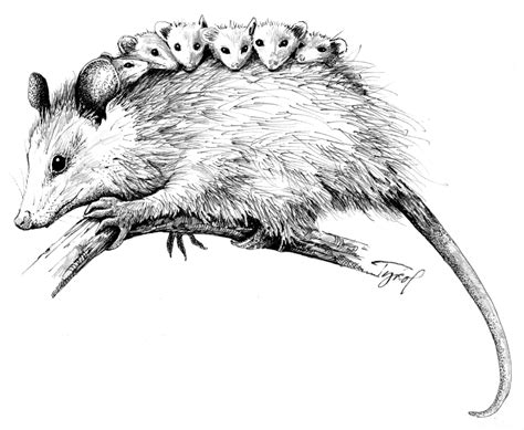 opossum drawing
