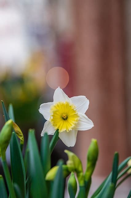 P Skelilje Narcissus Blomst Gratis Foto P Pixabay Pixabay