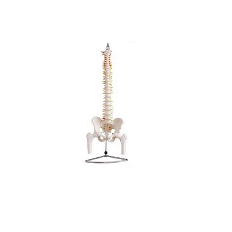 Life Size Vertebral With Pelvis And Femur Heads Model At Rs