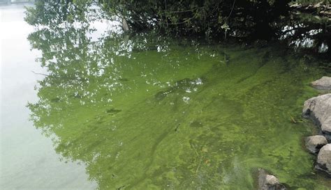 琵琶湖最大の内湖・西の湖でアオコ今年初確認|47NEWS（よんななニュース）