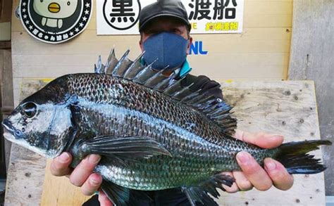 【三重】イカダ＆カセの最新釣果 各地で『年無し』クロダイ順調ヒット Tsurinews