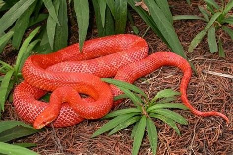 Fire Corn Snake