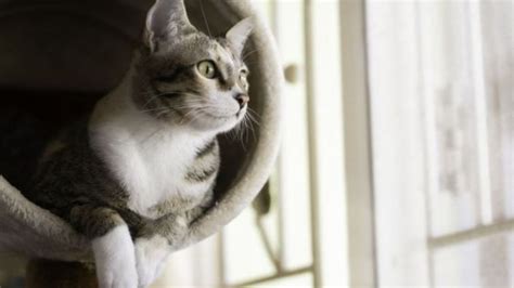 Beneficios De Tener Un Gato En Casa Petlife