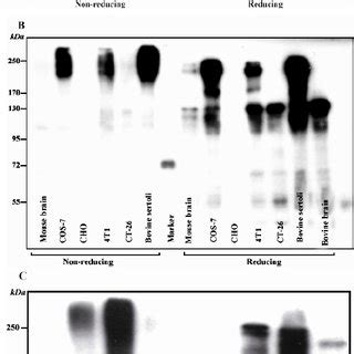 Immunocytochemistry Icc Assay Using Ug Of Affinity Purified