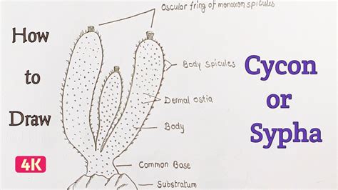 How To Draw The Diagram Of Cycon Or Syphasciencediagram