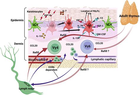 Frontiers Skin T Cells And Their Function In Wound Healing