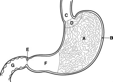 Solved A Year Old Woman Presents With Dyspnea Fatigue Pallor