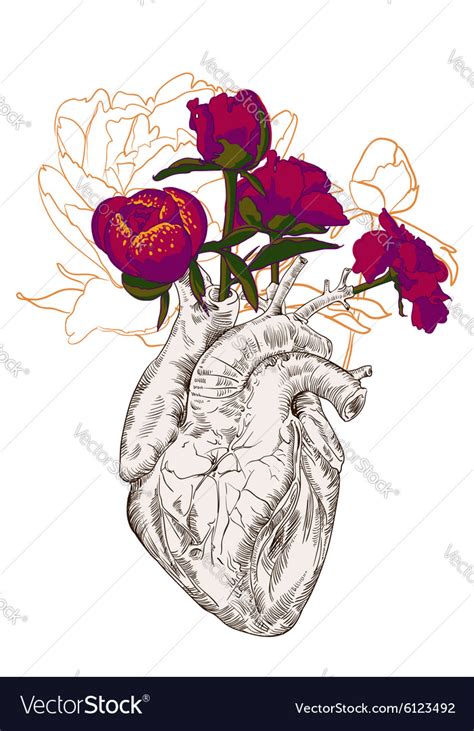 Drawing human heart with flowers Royalty Free Vector Image