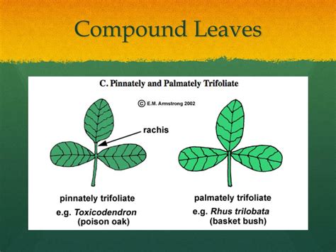 Ppt Leaf Morphology Powerpoint Presentation Free Download Id2033323