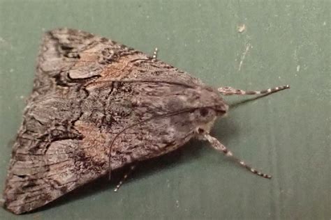 Merry Graphic Moth From South Mountain Village Phoenix AZ USA On