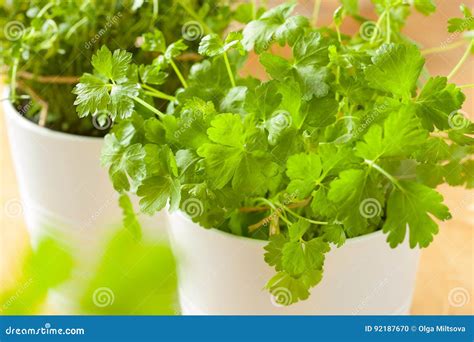 Fresh Cilantro Herb Coriander Leaf In Pot Stock Photo Image Of Taste