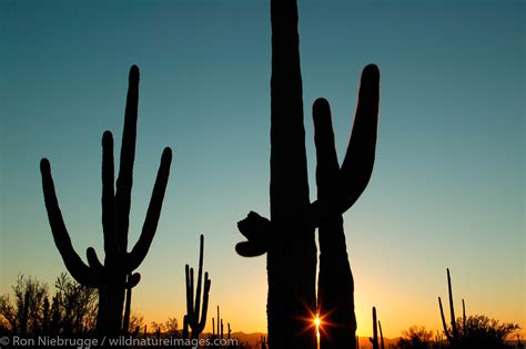 Saguaro Cactus Photos By Ron Niebrugge