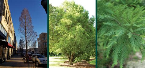 Shawnee Brave Baldcypress Johnsons Nursery Kb