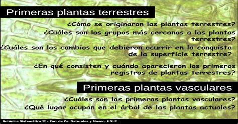 Pdf Primeras Plantas Terrestres Unlp Inicio · Reino Plantae Bell And Hemsley 2000