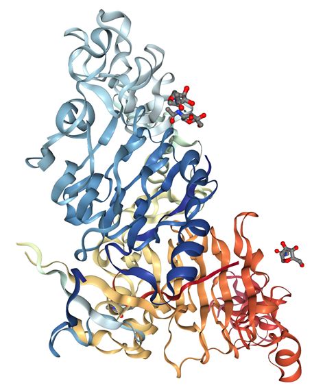 Neuregulin-1/NRG1 Protein Overview | Sino Biological