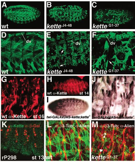 Kette Has A Mesoderm Intrinsic Essential Function For Myoblast Fusion