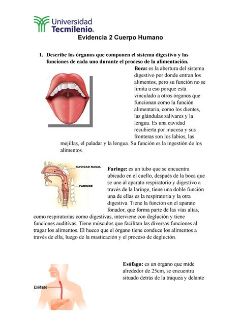 Evidencia De Cuerpo Humano Evidencia Cuerpo Humano Describe Los