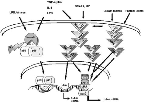 Important Transcription Factor Pathways In Ra P50 And P65 Form