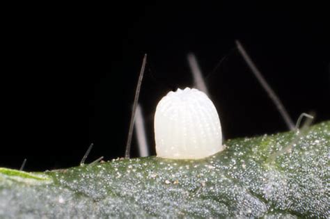 Soybean Podworm Egg Helicoverpa Zea Bugguidenet