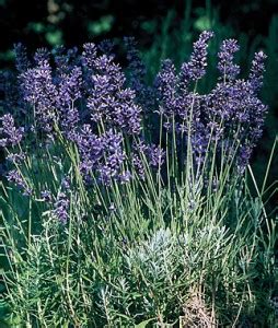 Provence Blue Lavender Seed & Plants | Garden Seeds and Plants